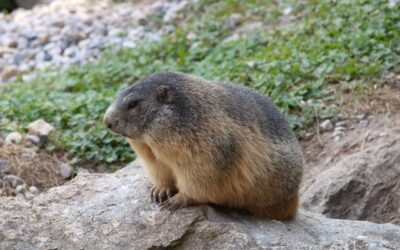 Manifestation chasse aux marmottes